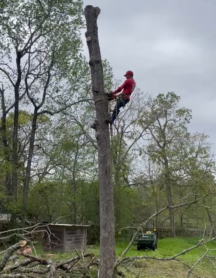 Transform Your Landscape Professional Tree Trimming Service