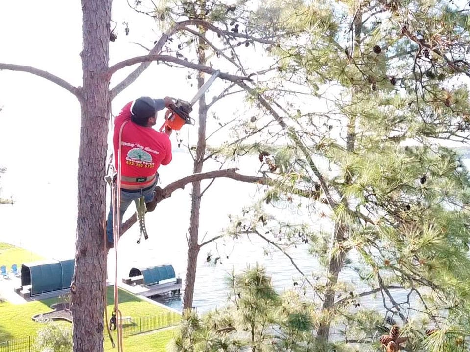 tree_trimming2 tree_trimming2