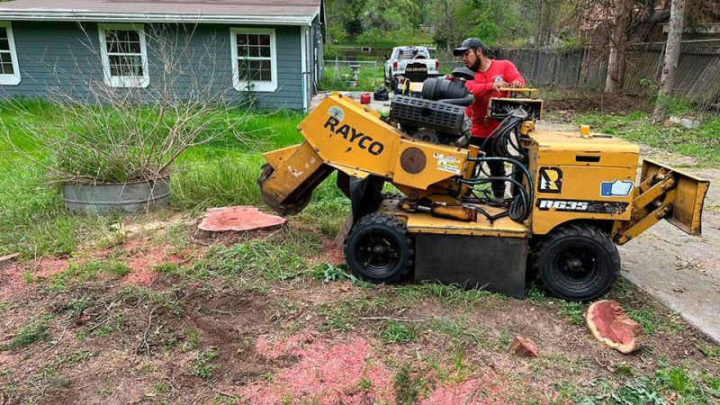 tree-stump-grinding